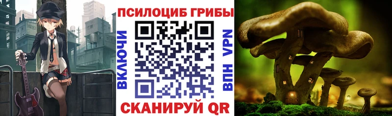 где найти   Долинск  Псилоцибиновые грибы Cubensis 